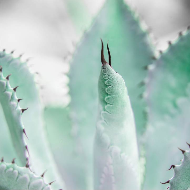 Agave